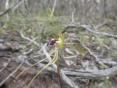 Caladenia tensa