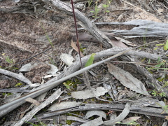 Caladenia tensa