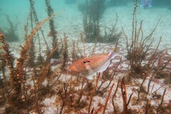 Notolabrus celidotus