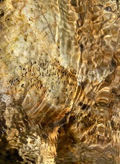 Simuliidae