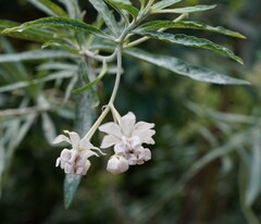 Gomphocarpus