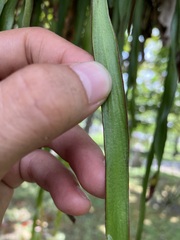 Haplopteris elongata