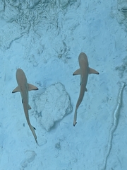 Carcharhinus melanopterus
