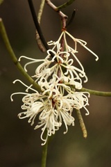 Hakea