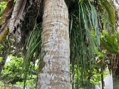 Haplopteris elongata