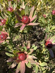 Leucadendron sessile