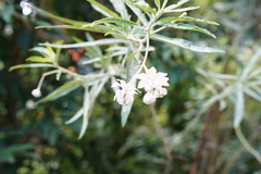 Gomphocarpus