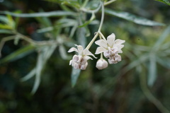Gomphocarpus