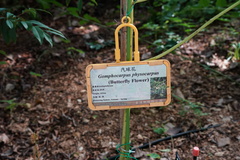 Gomphocarpus