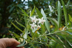 Gomphocarpus