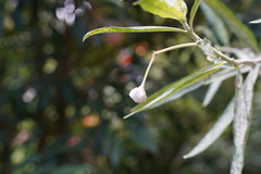 Gomphocarpus