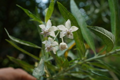 Gomphocarpus