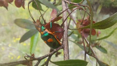 Scutiphora pedicellata