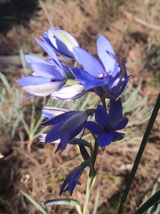 Thelymitra crinita