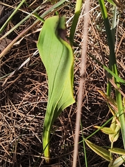 Thelymitra crinita