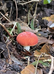 Russulaceae