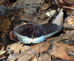 Lexias dirtea