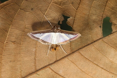 Diaphania hyalinata