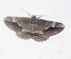 Rikiosatoa fucatariodes