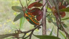 Scutiphora pedicellata