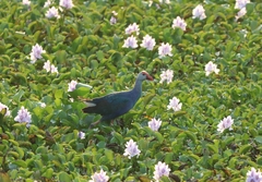 Porphyrio poliocephalus