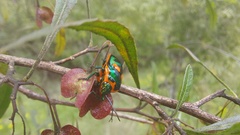 Scutiphora pedicellata