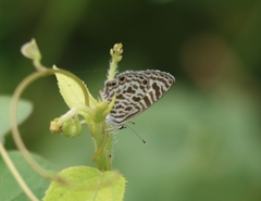 Leptotes plinius