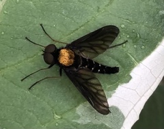 Chrysopilus thoracicus