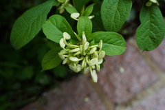 Rotheca myricoides