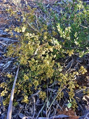 Dodonaea bursariifolia
