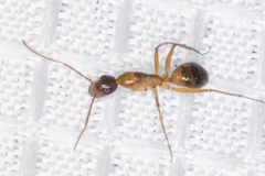 Camponotus festinatus