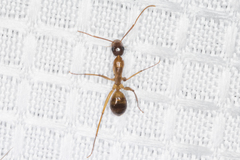 Camponotus festinatus