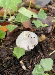Inocybe