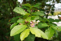 Malpighia emarginata