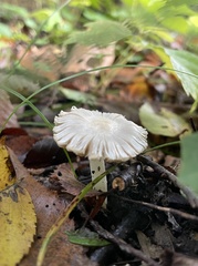 Inocybe