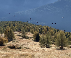 Pyrrhocorax graculus