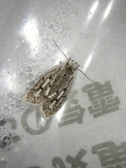 Scythropiodes leucostola