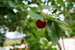 Malpighia emarginata
