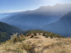 Pyrrhocorax graculus