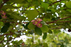 Malpighia emarginata