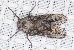 Alphina glauca