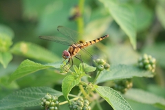 Urothemis signata