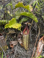 Nepenthes maxima
