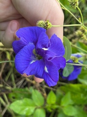 Clitoria ternatea