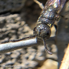 Sapygina decemguttata