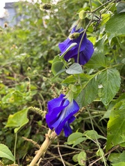 Clitoria ternatea