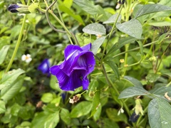Clitoria ternatea