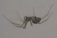 Steatoda castanea