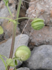 Medicago scutellata