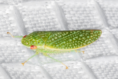 Rugosana